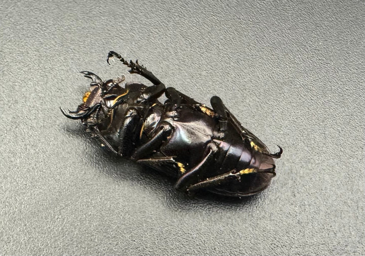 【美麗】《メタリフェルホソアカ 75mm ペア》わたくわ氏ブリード個体