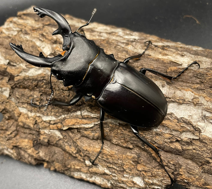 【WD】《アルケスツヤクワガタ 81mm A’品ペア》