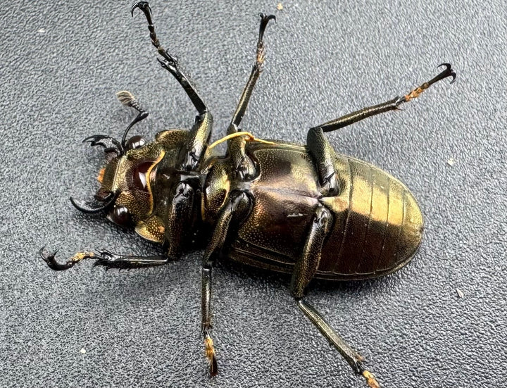 【WD】《メタリフェルホソアカ亜種finae 70mm ペア》