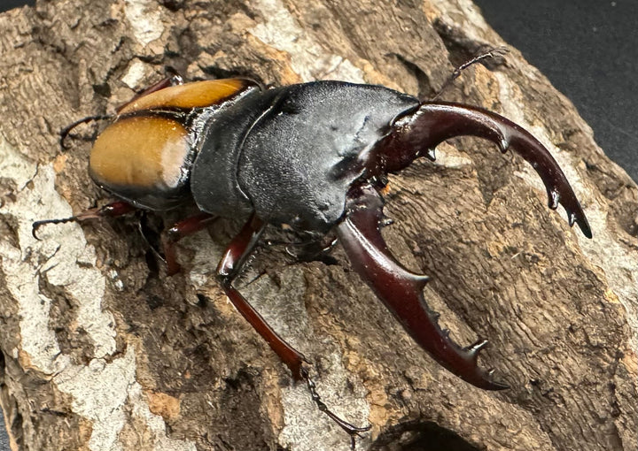 【WF1】《ウムハンギノコギリ 64mm ♂単》