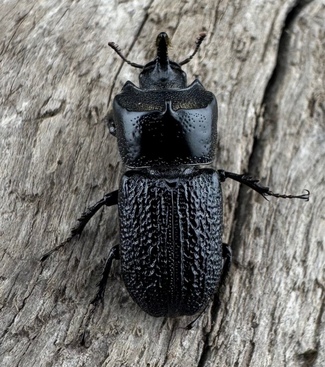 【WD】《ウンナンイッカククワガタ Free ペア》