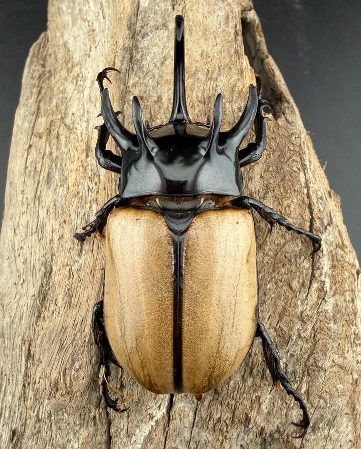 【WD】《ゴホンツノカブト原名亜種 タイ産 76mm ペア》