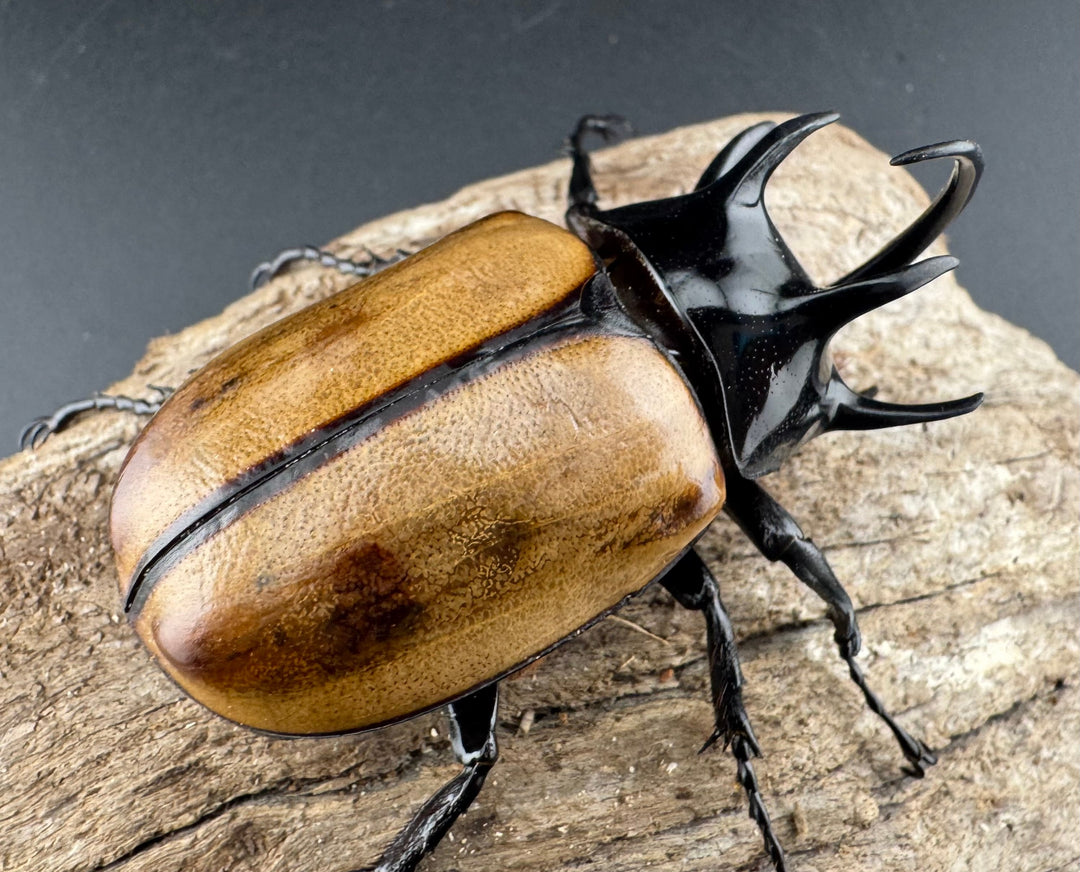 【WD】《ゴホンツノカブト原名亜種 ラオス産 76mm ペア》