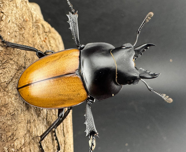 【WD】《ニティドゥスマルバネ亜種lemeei 広西壮族産 39.5mm ペア》