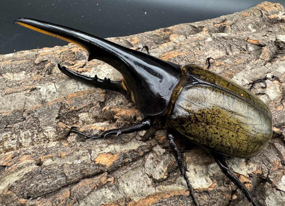 《ヘラクレス・ヘラクレス 145mm ペア》