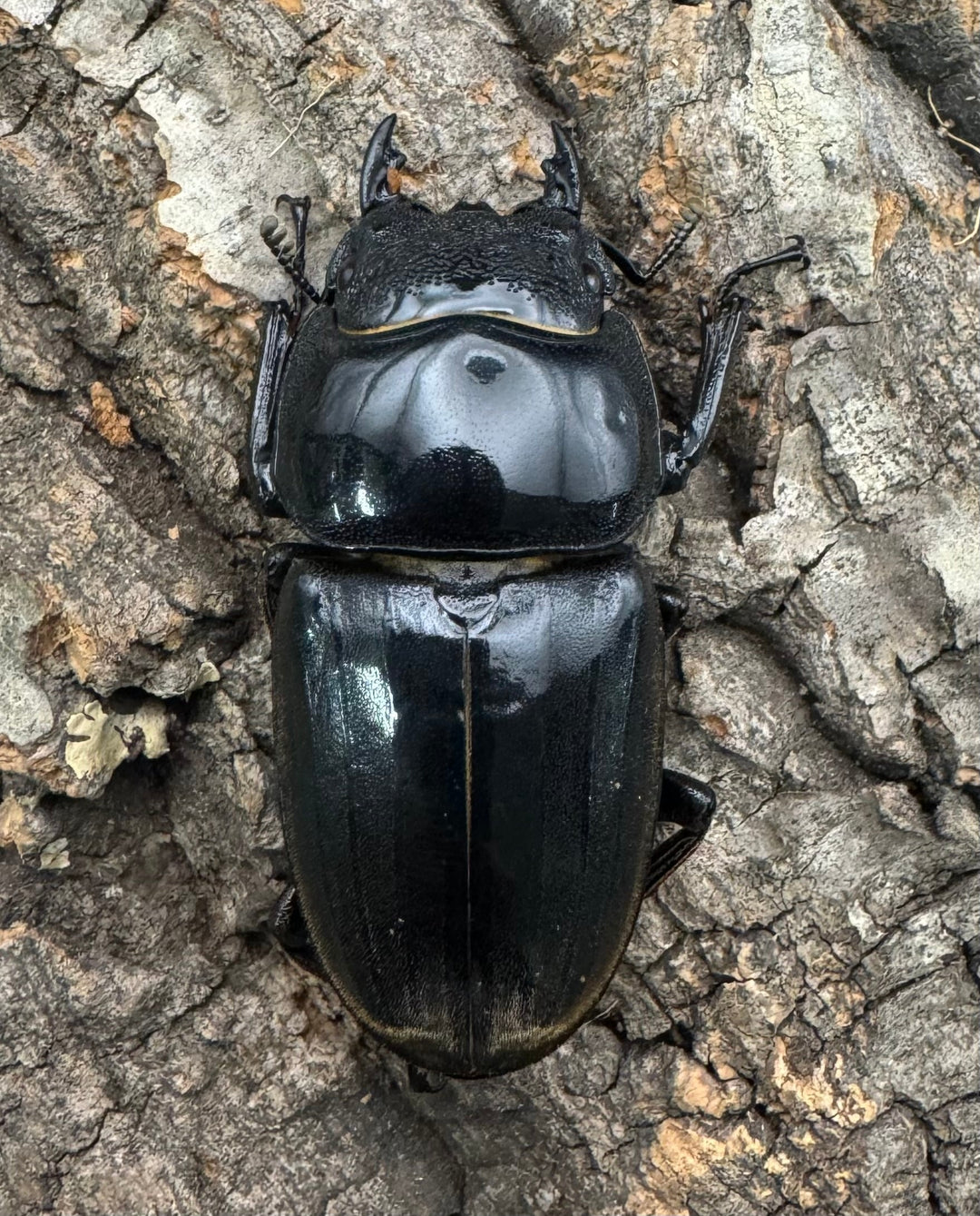 《スマトラオオヒラタ 97mm ペア》