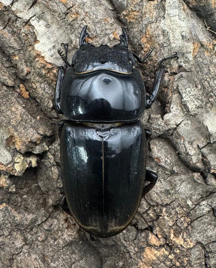 《スマトラオオヒラタ 97mm ペア》