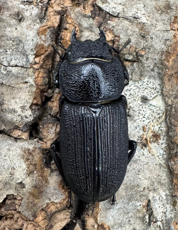 【WD】《ドルクス zhouchaoi（メンシウス ssp.） 28mm ペア》