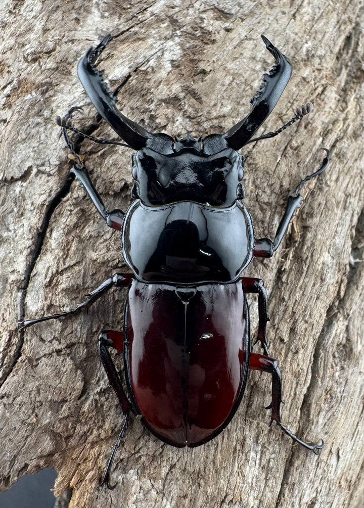 【WD】《オーベルチュールクロツヤシカ 43mm ペア》