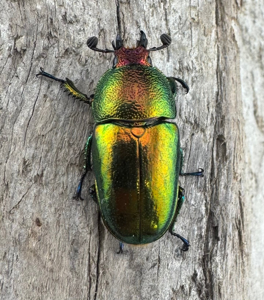 【WD】《パプアキンイロクワガタ アルファック産 39mm ペア》