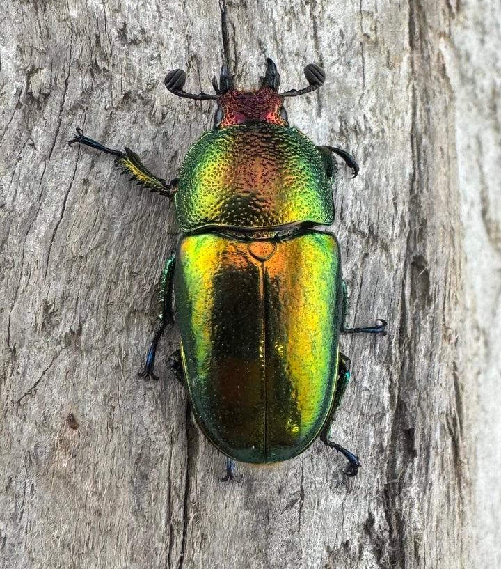 【WD】《パプアキンイロクワガタ アルファック産 39mm ペア》