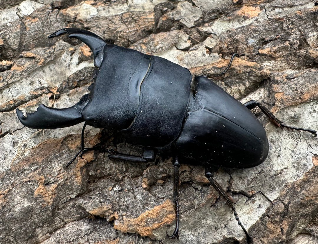 【WD】ショートホーン《スラウェシオオヒラタ 南スラウェシ産 80mm ペア》