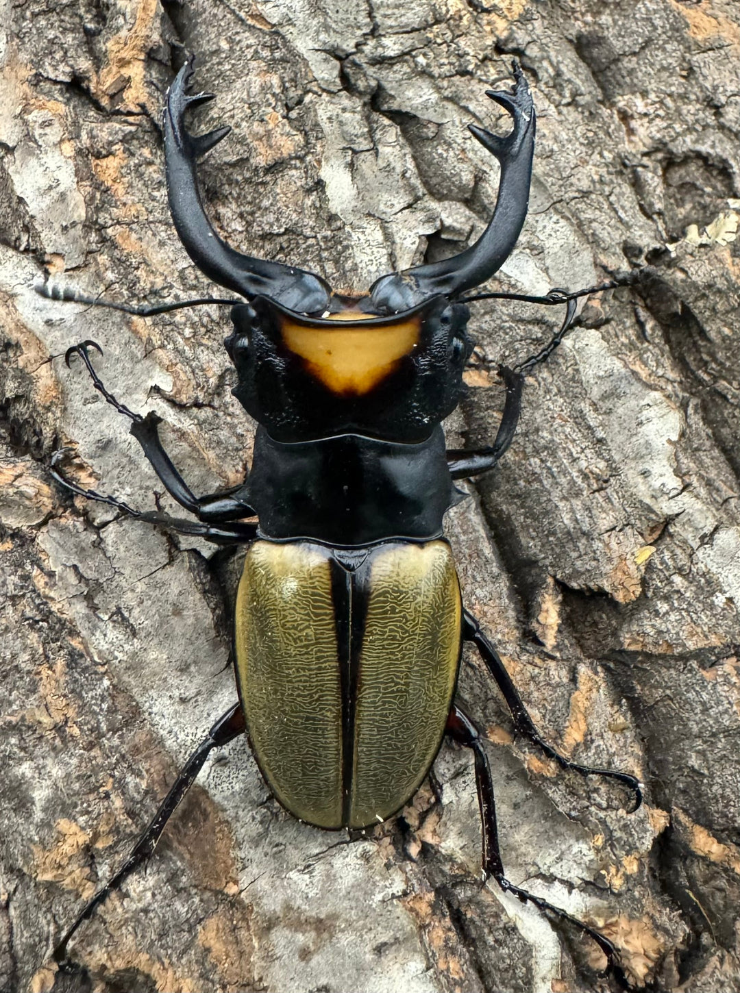 【WD】《ラコダールツヤクワガタ 76mm ペア》