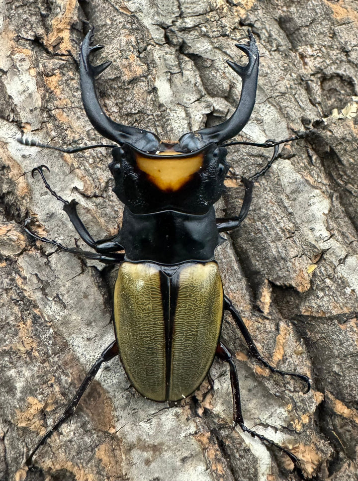 【WD】《ラコダールツヤクワガタ 76mm ペア》