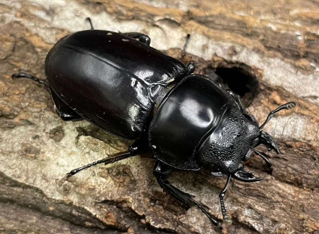 《ミャンマーアンタエウス Free ♂♀♀トリオ》