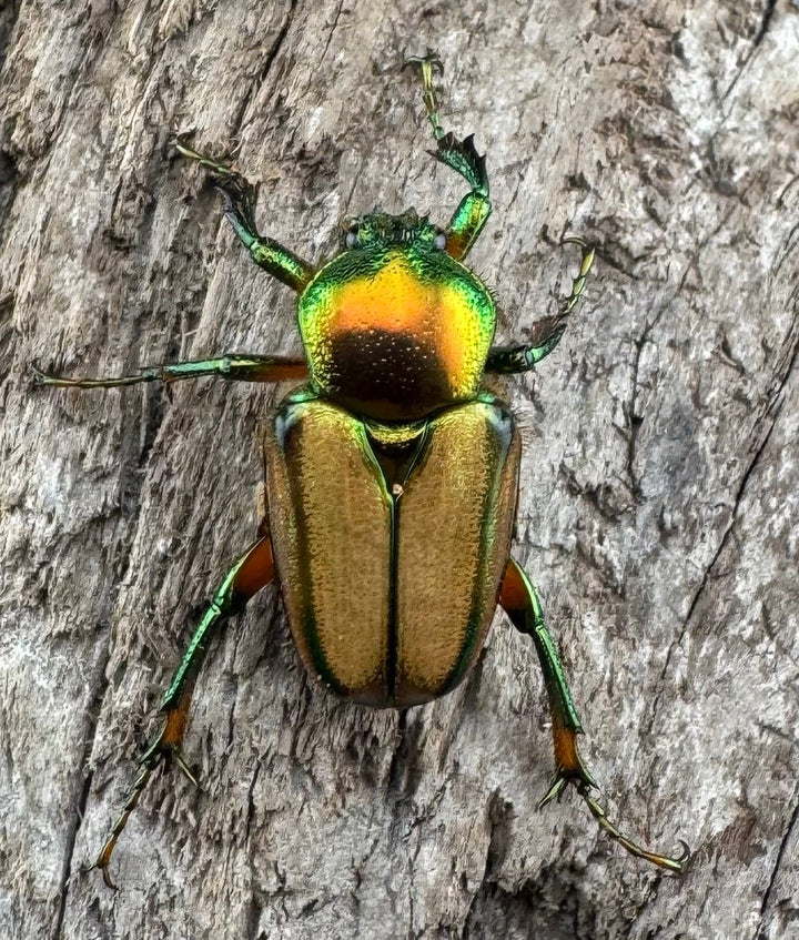 【WD】《モーニッケヒメカブトハナムグリ イフガオ産 Free ペア》①