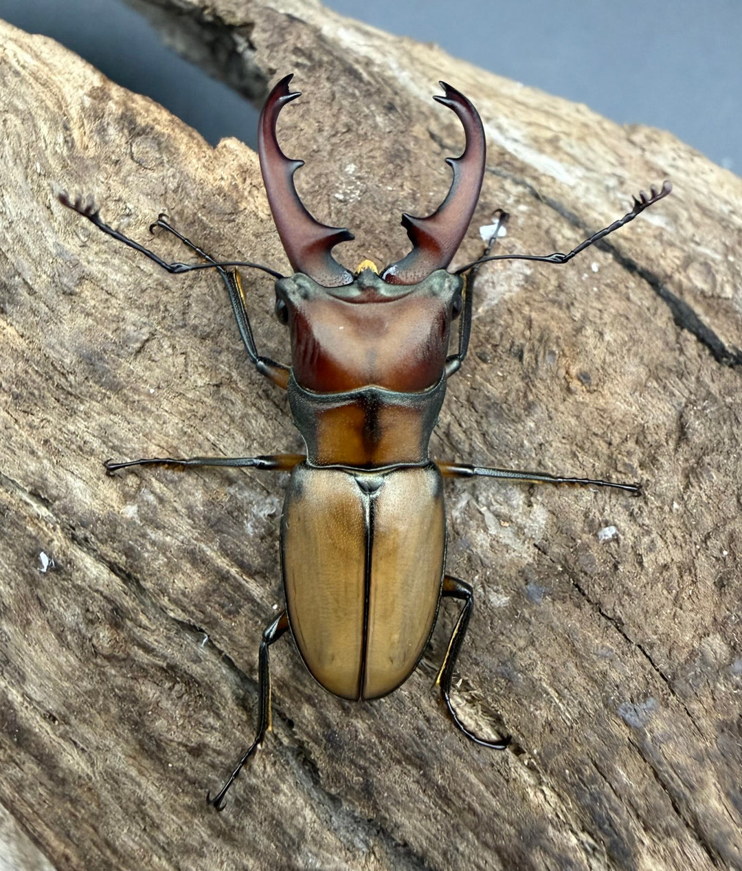 【F0】《エルサホソアカ 剣河県産 31.5mm ペア》