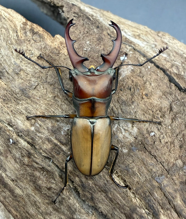 【F0】《エルサホソアカ 剣河県産 31.5mm ペア》
