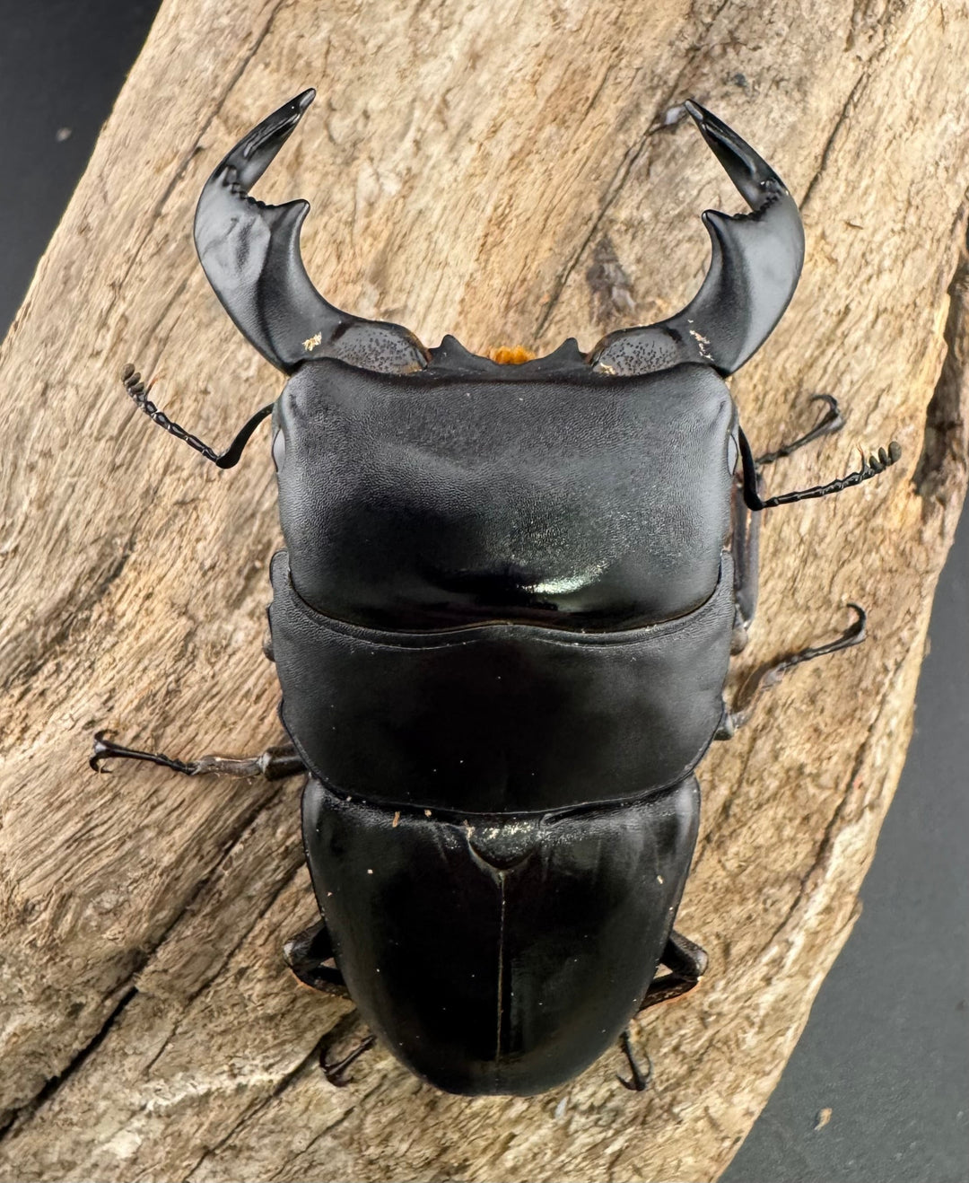 【WF4】《ダイオウヒラタ 東ジャワ産 79mm ペア》