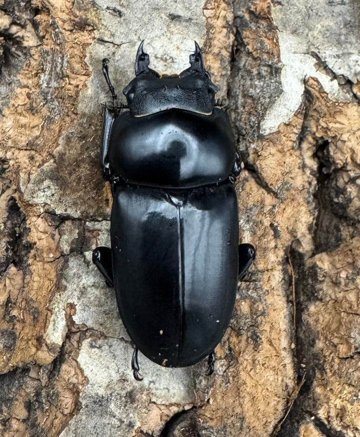 【WD】《セメノウコクワ 会東産 47.5mm ペア》