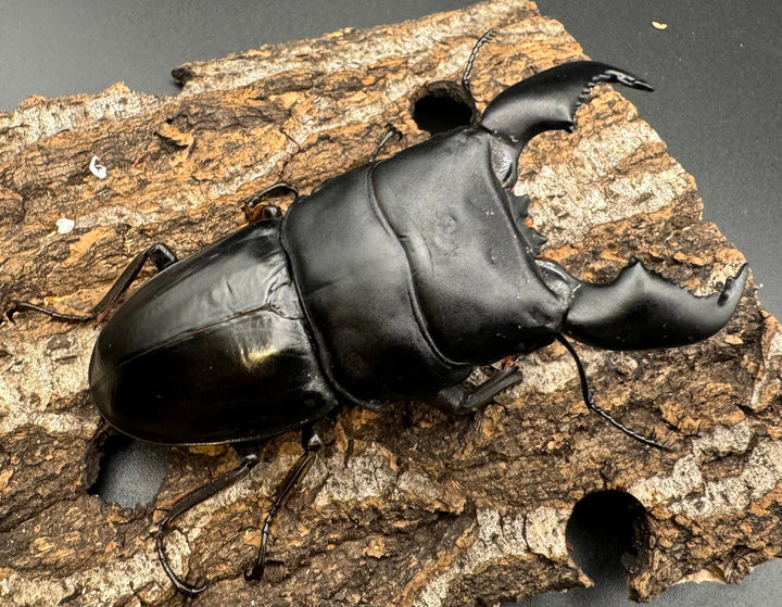 極太《スマトラオオヒラタ 90mm ペア》