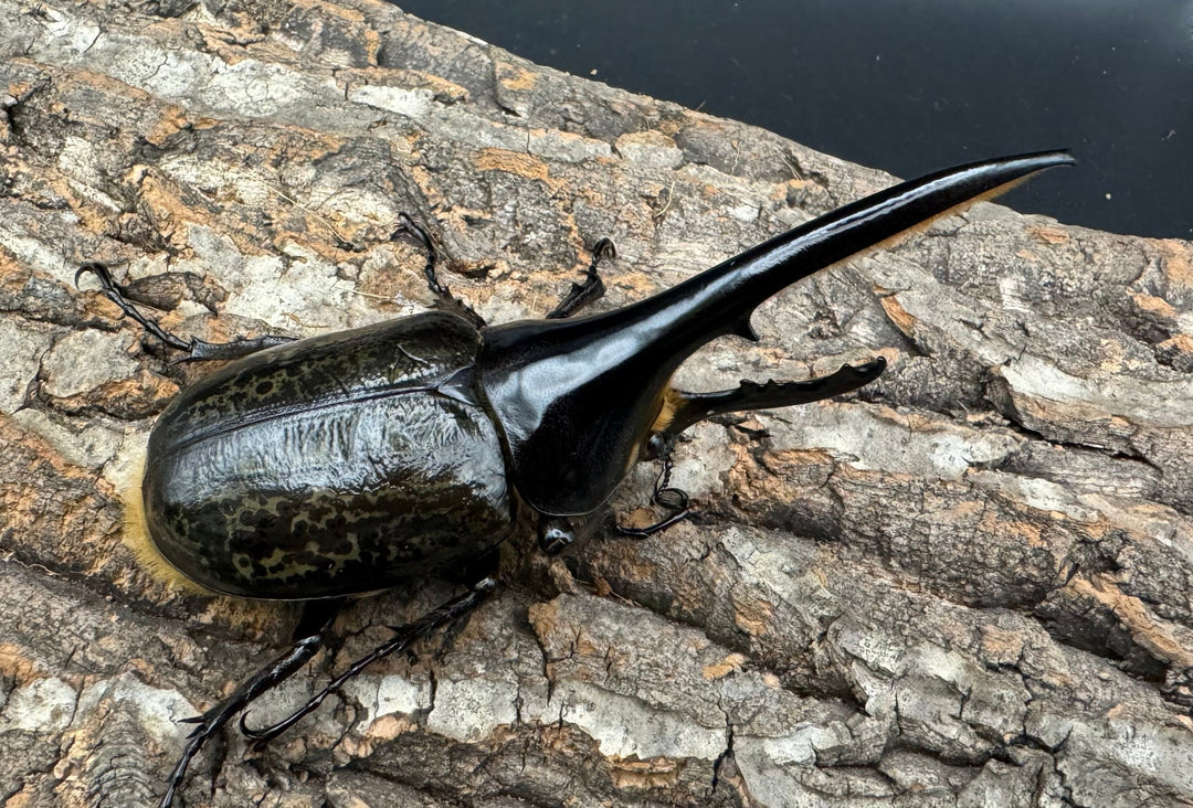 《ヘラクレス・ヘラクレス 126mm ペア》