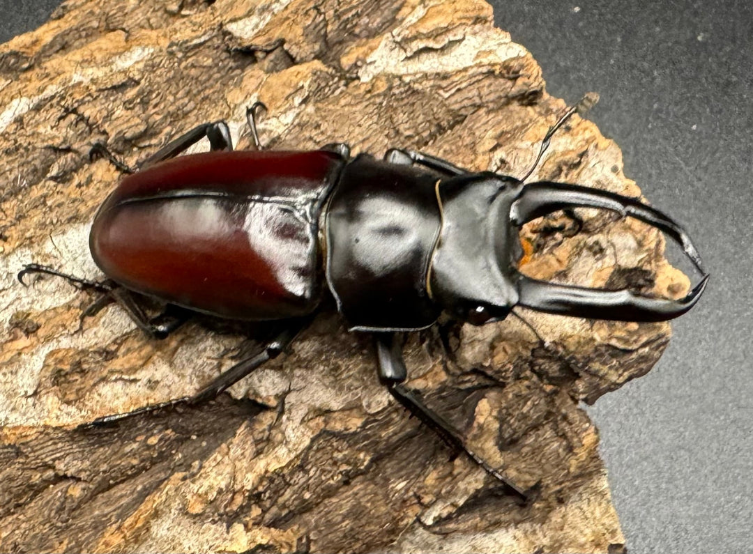 【WD】《チベット産 ドンキエルコクワ原名亜種 57mm ♀B品ペア》