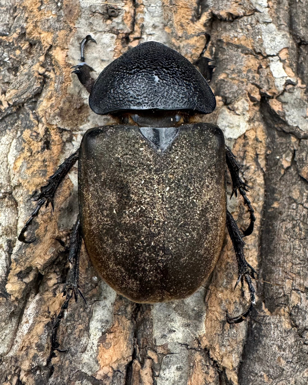 【WF1】《タイリクコーカサスオオカブト ペア》