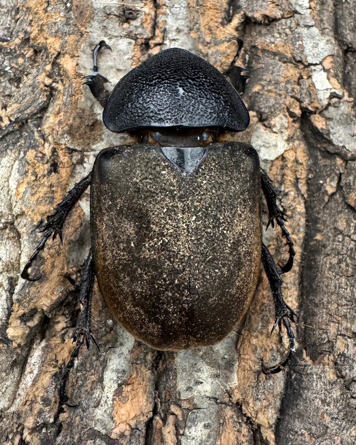 【WF1】《タイリクコーカサスオオカブト ペア》