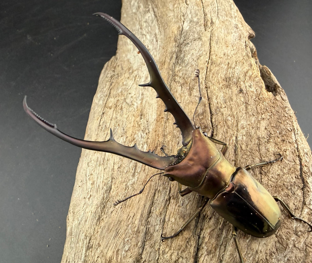 【WD】《メタリフェルホソアカ亜種finae 83mm ペア》