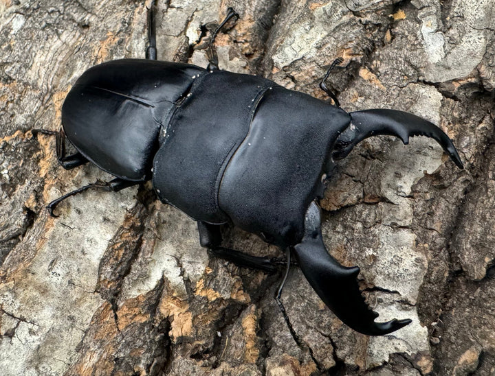 【WD】《東ペレンヒラタクワガタ 80mm ペア》