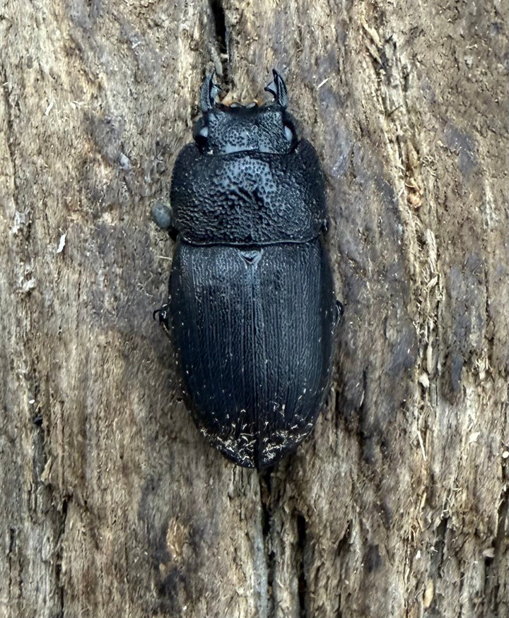 【WD】《フィリピンネブト亜種バンガイエンシス 26mm ペア》