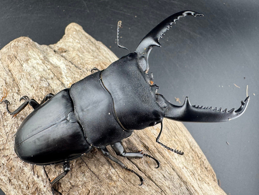 【WD】《パラワンオオヒラタ 98mm ペア》