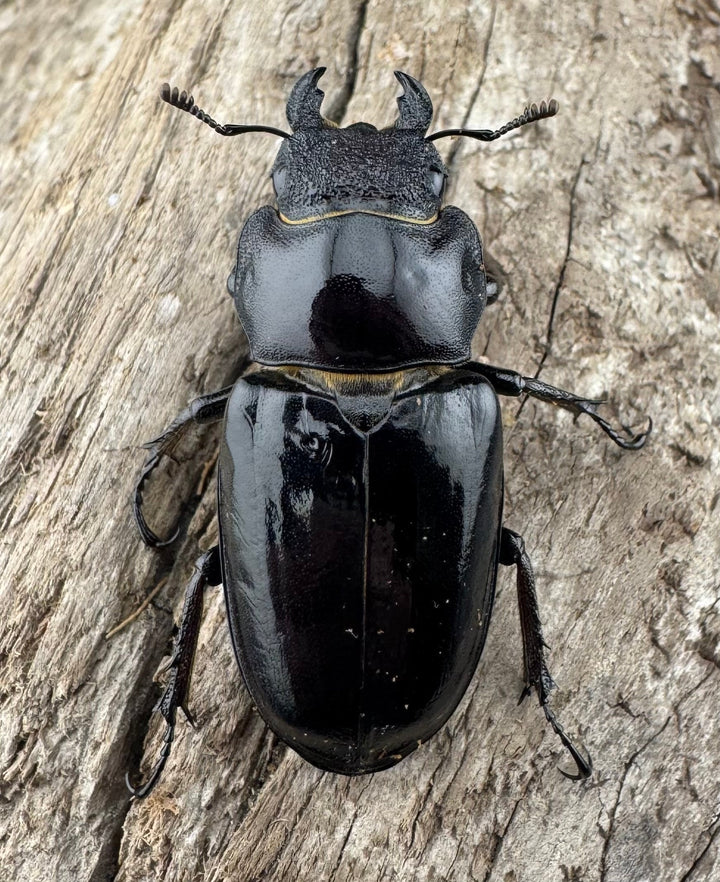 【WF1】《クリイロミヤマ 秀林郷産 44.5mm ペア》