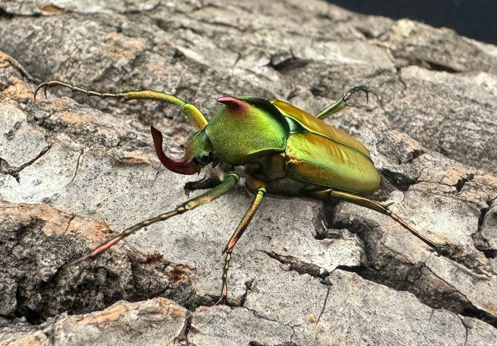 【WD】《ロドリゲスヒメカブトハナムグリ ペア》