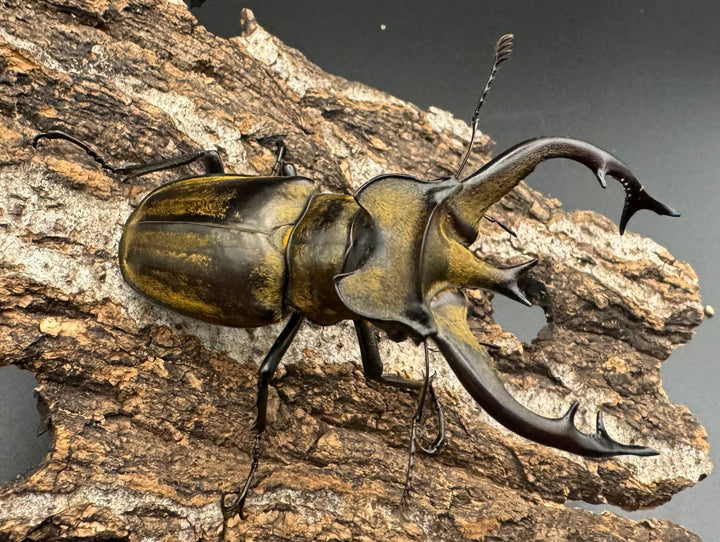 【WD】《チベットミヤマ亜種フルキフェル 75mm ♂B品ペア》