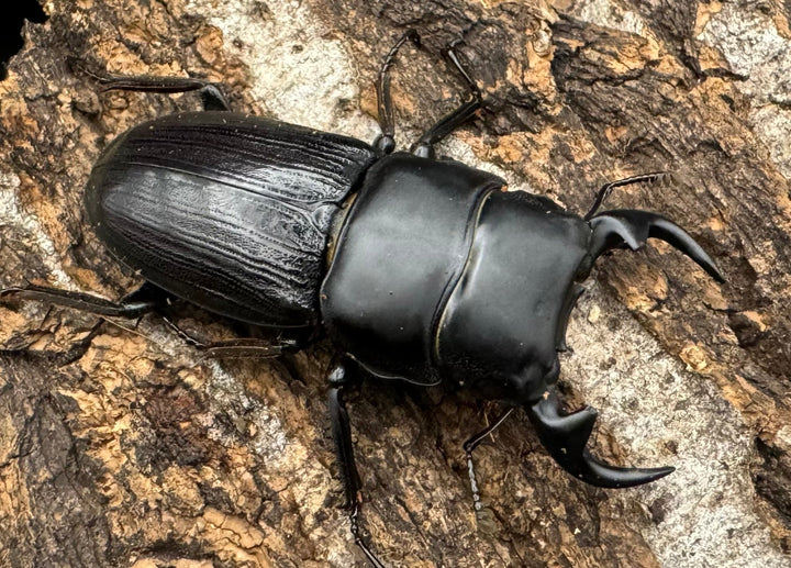 【WD】《ミンダナオパリーオオクワ  45.5mm ペア》