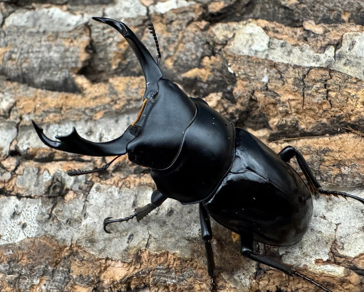 【WD】《セメノウコクワ 会東産 47.5mm ペア》