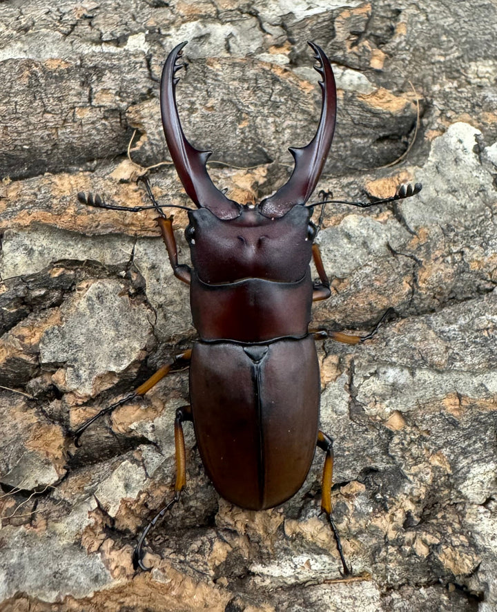 【WD】《アスタコイデスノコギリ ベンクール産 55mm ペア》