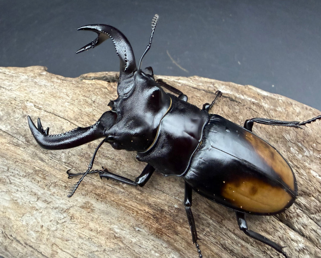 【WD】《セアカフタマタ（パリーフタマタ） 77.5mm ペア》