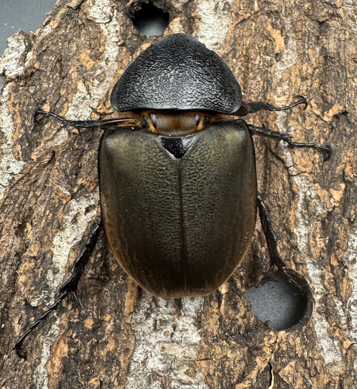 【WD】《スマトラコーカサスオオカブト 104mm ペア》