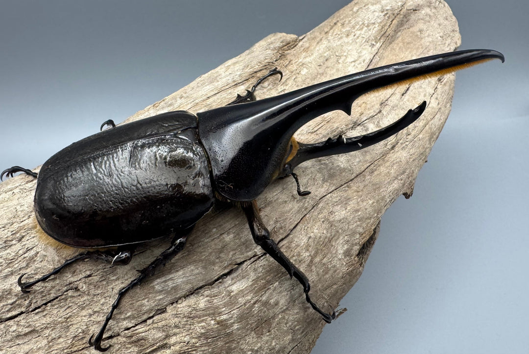 《ヘラクレス・ヘラクレス 139mm ペア》