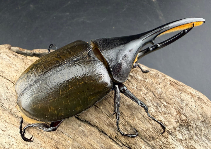 《 ヘラクレス・モリシマイ 108mm ペア》