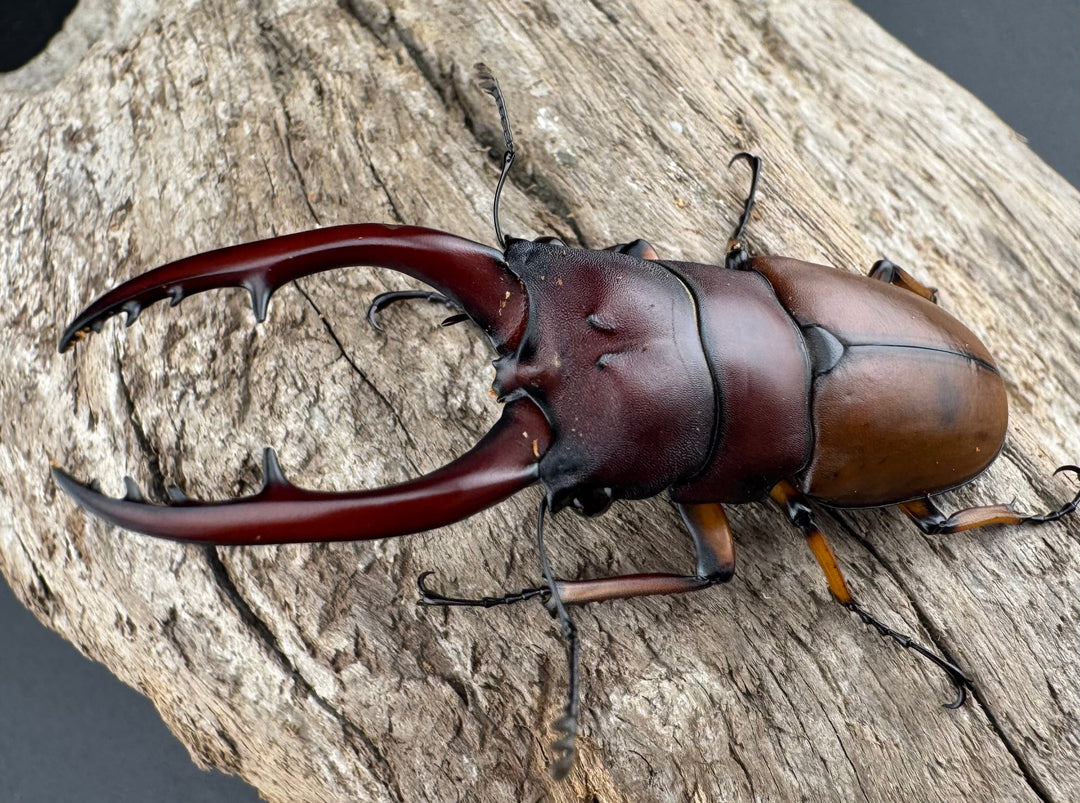 【WD】《アスタコイデスノコギリ ベンクール産 59mm ペア》