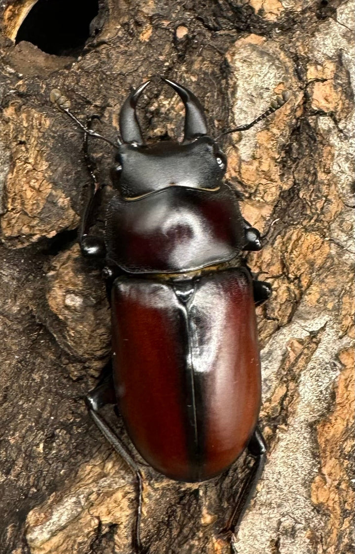 【WD】《チベット産 ドンキエルコクワ原名亜種 34mm ペア》