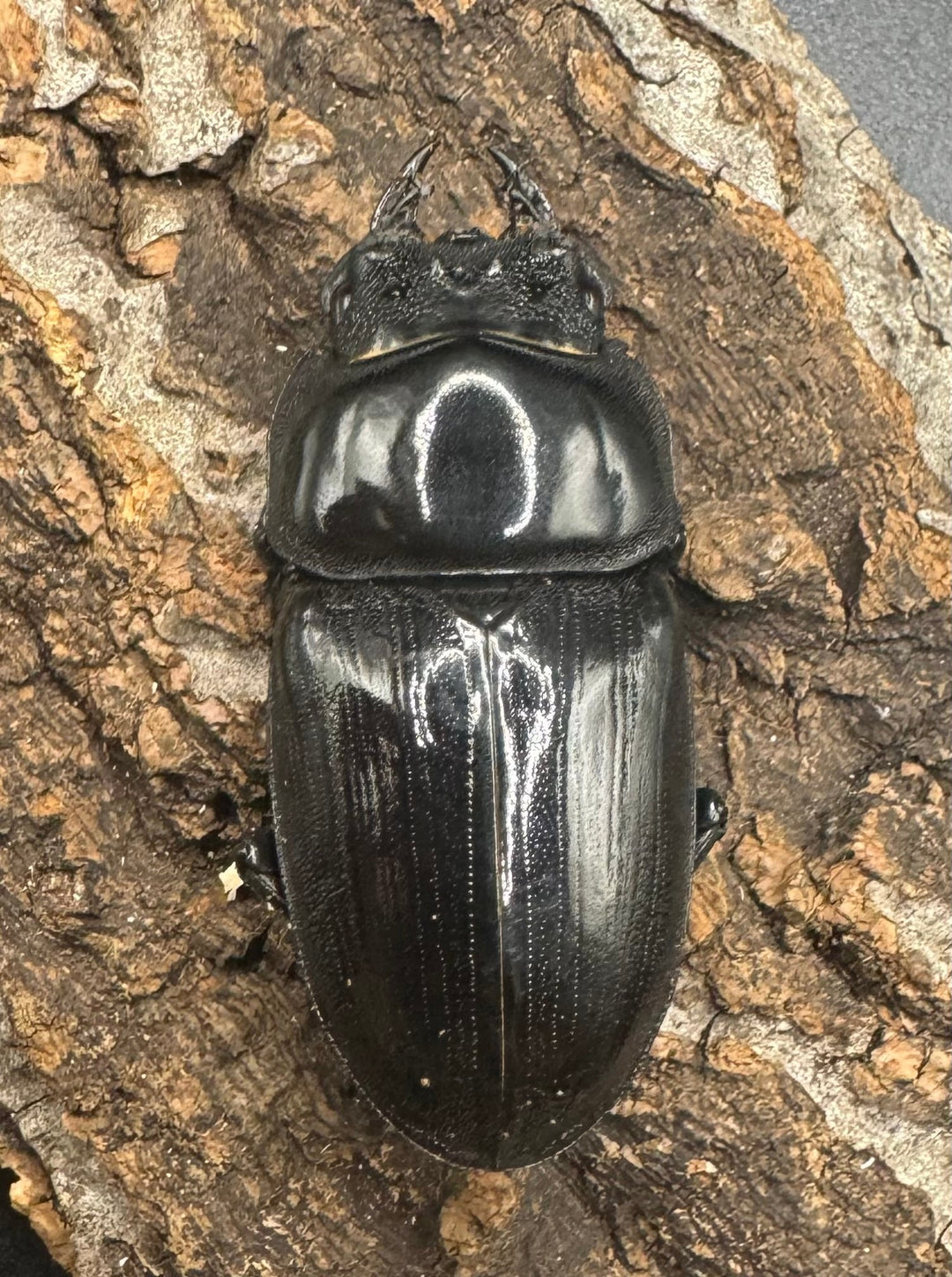 《オオクワガタ 川西血統 78mm ペア》ヒート氏ブリード個体