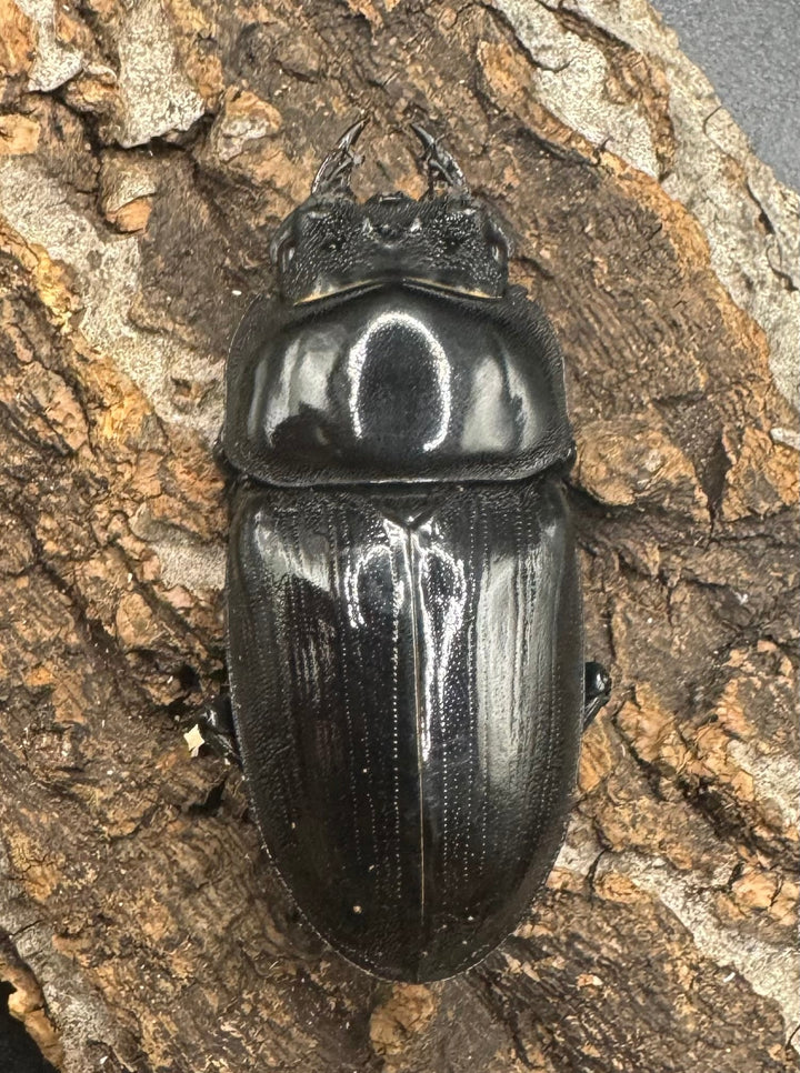 《オオクワガタ 川西血統 78mm ペア》ヒート氏ブリード個体