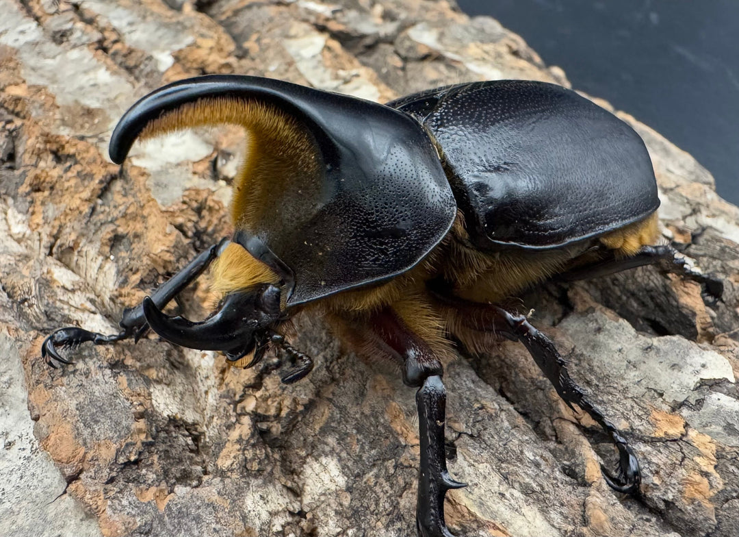 《サタンオオカブト 71mm ペア》