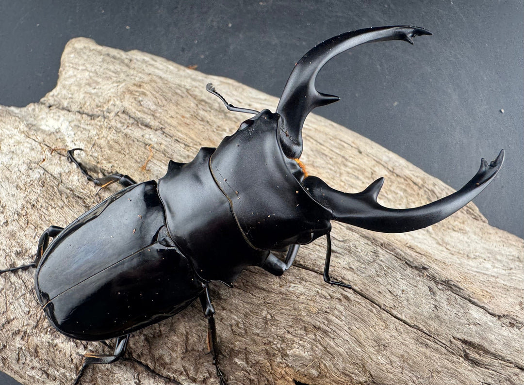 【WD】《インターメディアツヤクワガタ ネグロス島産 95.5mm A’品ペア》