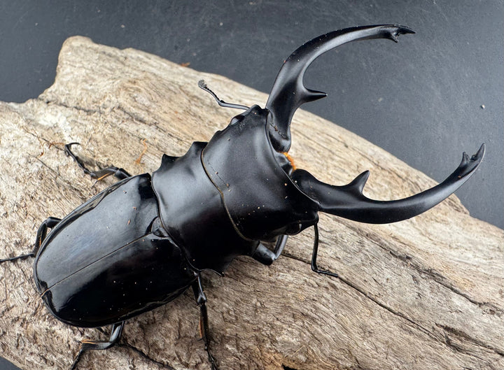 【WD】《インターメディアツヤクワガタ ネグロス島産 95.5mm A’品ペア》